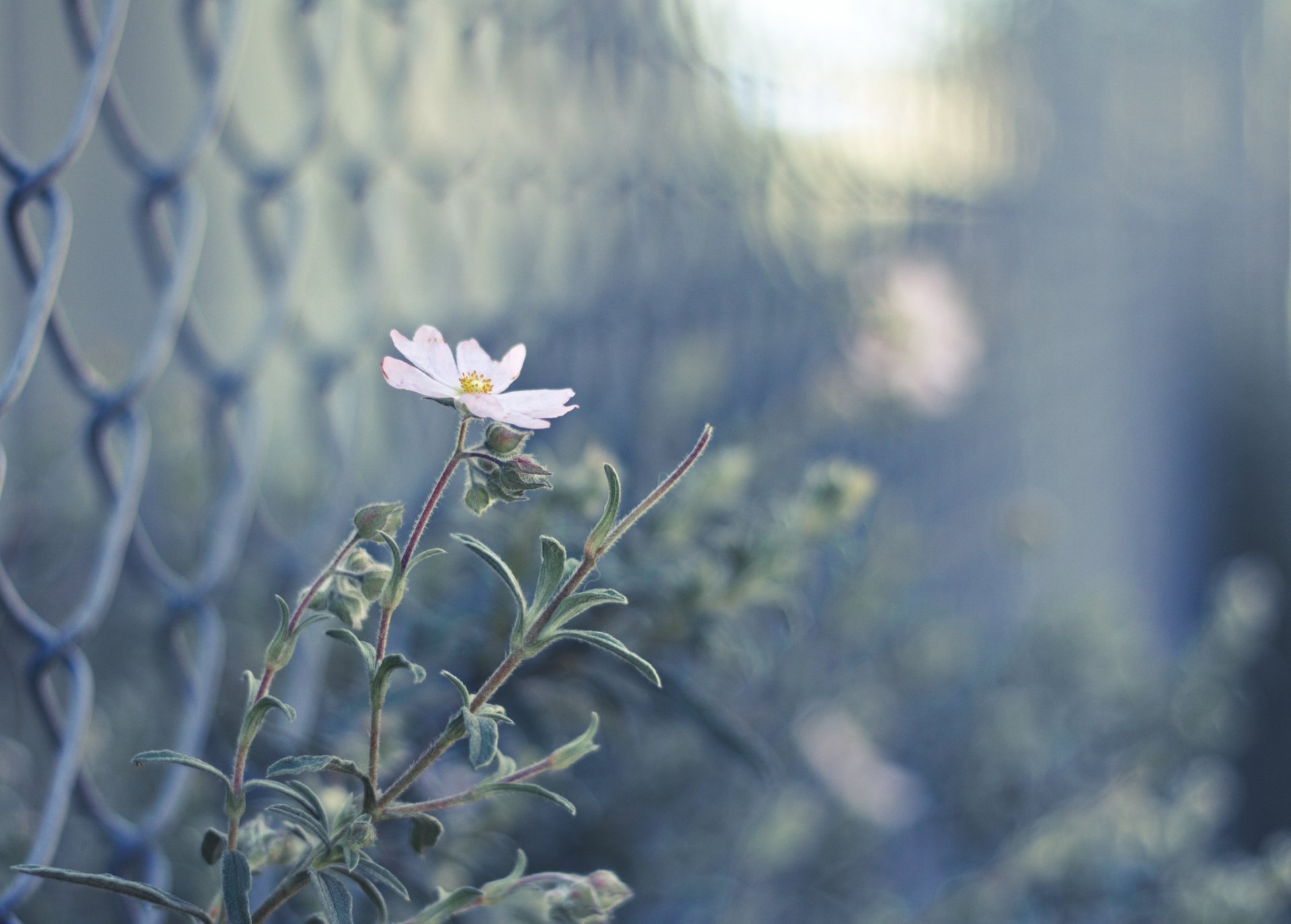 recinzione fiore rosa boccioli sfocatura