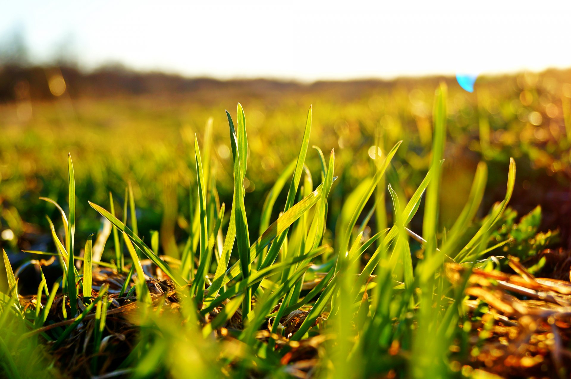 erba campo verde macro bokeh sole cielo