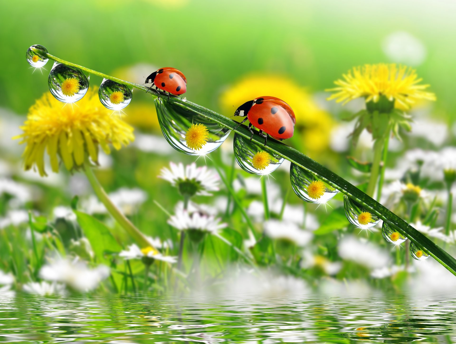 gros plan fleurs de pissenlits marguerites eau réflexion brin d herbe coccinelles