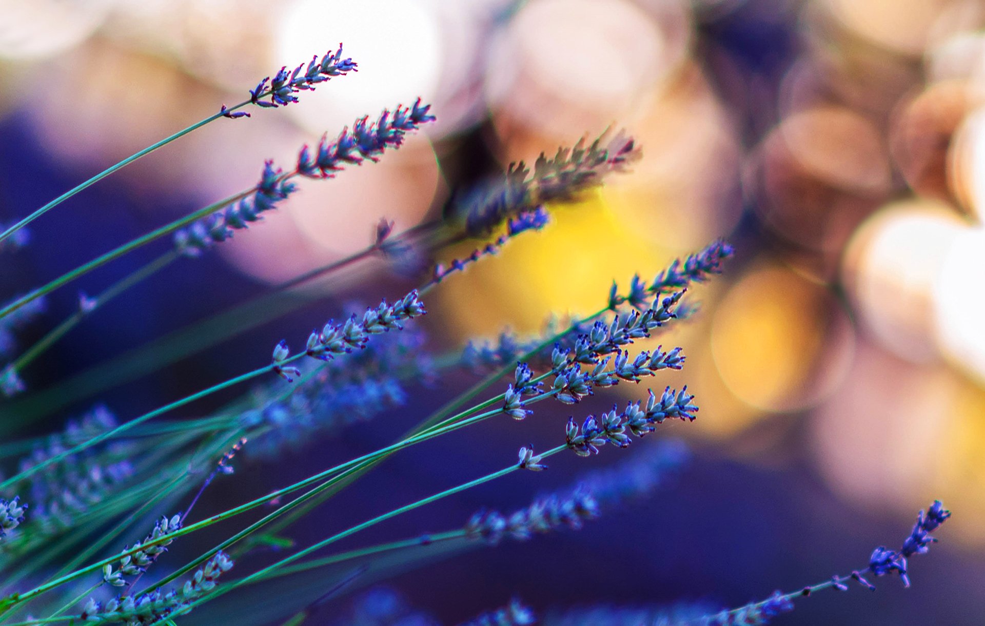 lavanda fiori macro bokeh luce abbagliamento