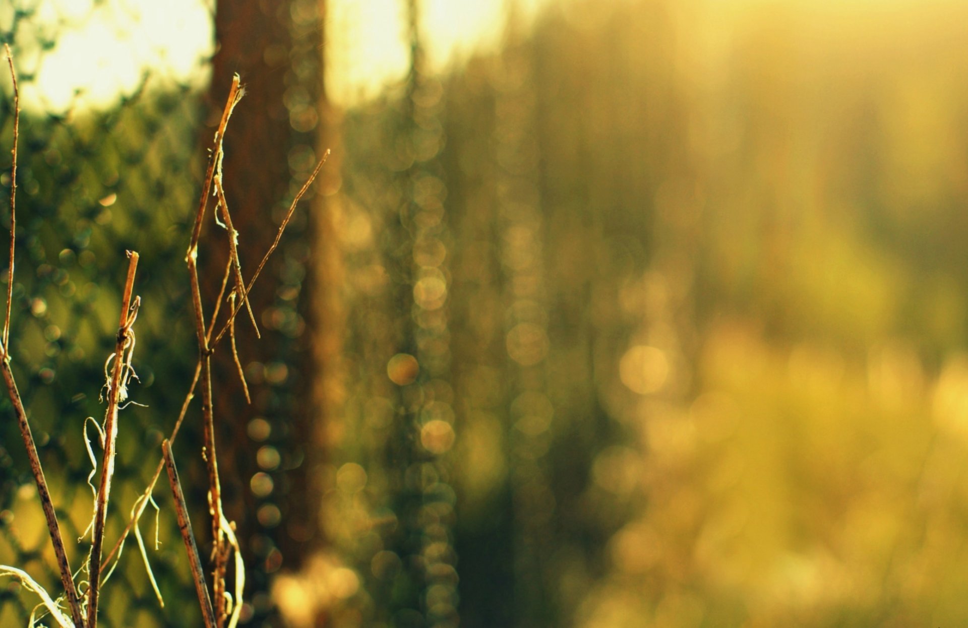 ogrodzenie siatka trawa zieleń krzew gałęzie natura bokeh rozmycie makro