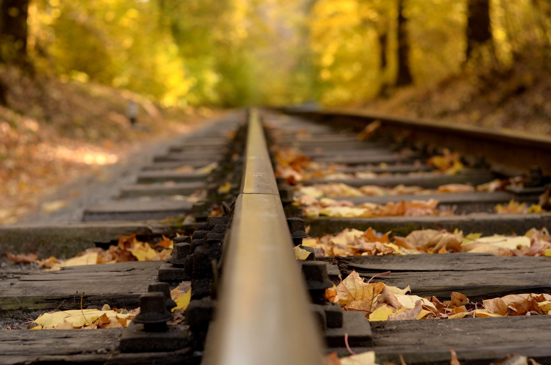 rails route feuilles jaune brun gros plan automne nature forêt