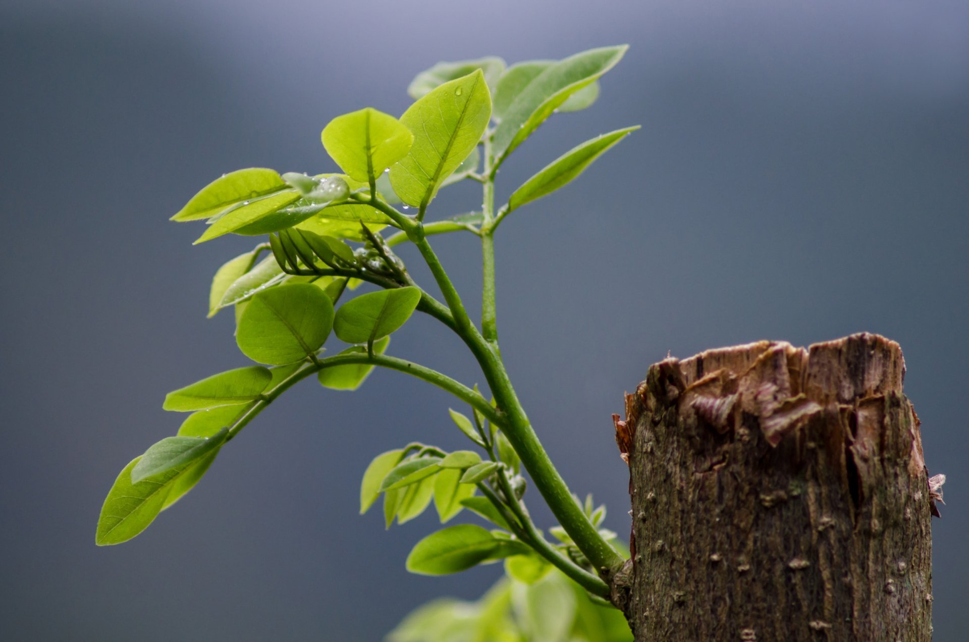 pousse feuilles vie