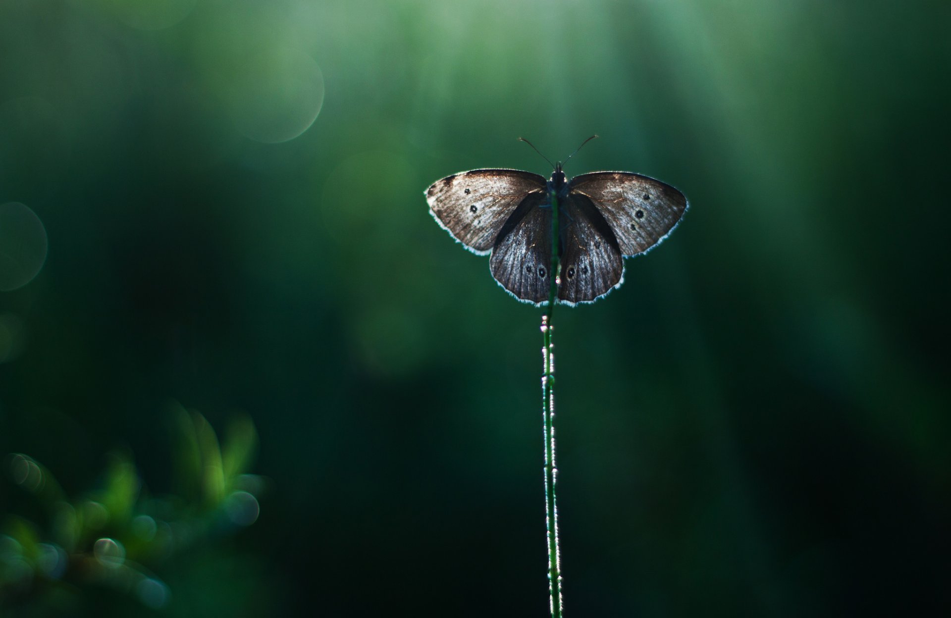 reed butterfly background reflections ray