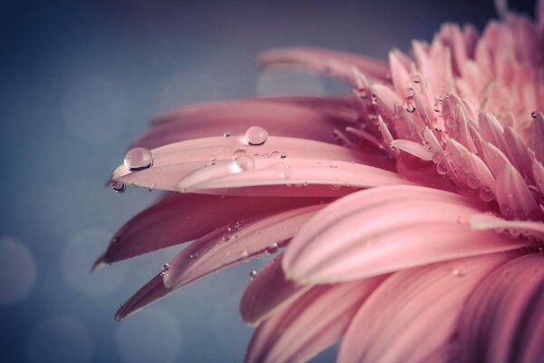 Delicate pink gerbera in drops of water