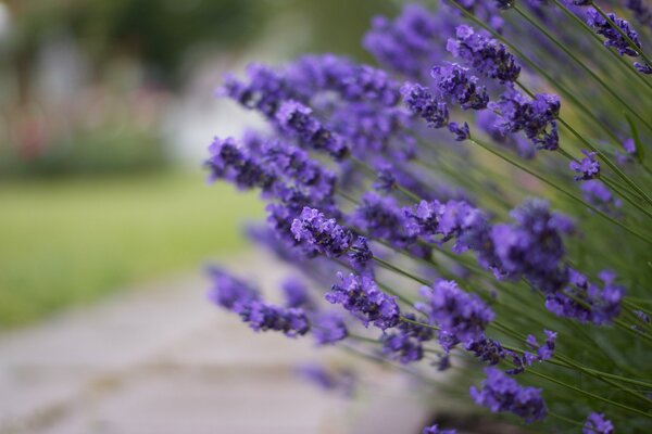 Lavanda creciendo en la carretera