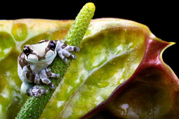 Pequeña rana sentada en una flor