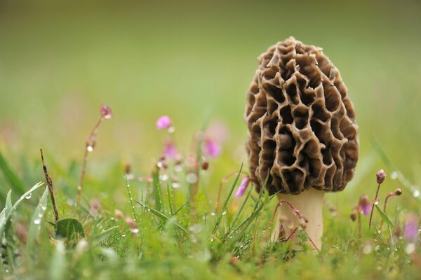 Morilles de champignons sur le terrain