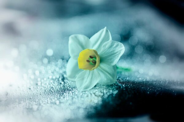 Narciso en gotas de agua