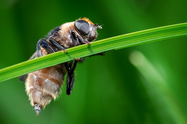 A bee is resting on a blade of grass. Insect