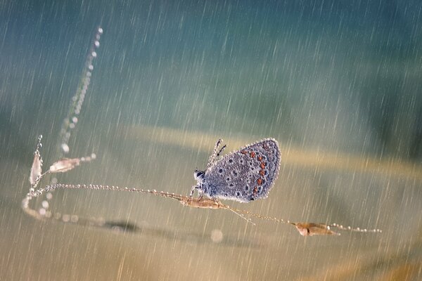 Papillon sur un brin d herbe humide