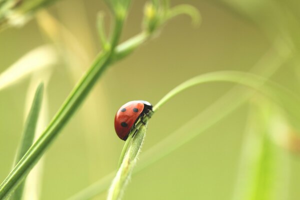 Coccinella seduta su un filo d erba