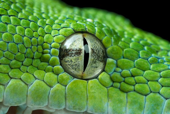 Green python s eye close-up