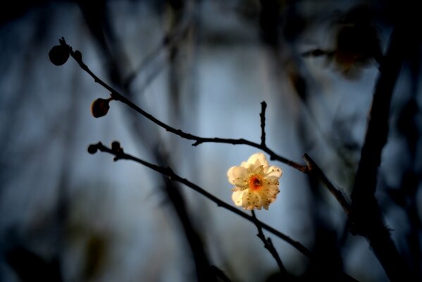 A white flower on a branch at dusk