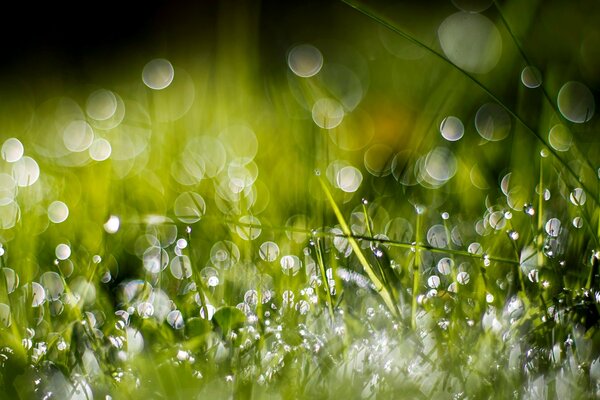 Morning dew on the green grass