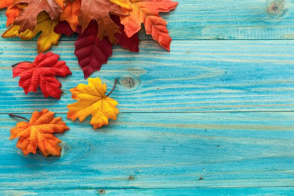 An armful of autumn maple leaves on turquoise boards