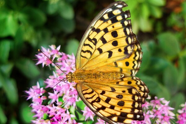 Mariposa amarilla se sentó en las flores