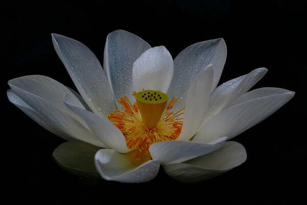 White lotus on a black background