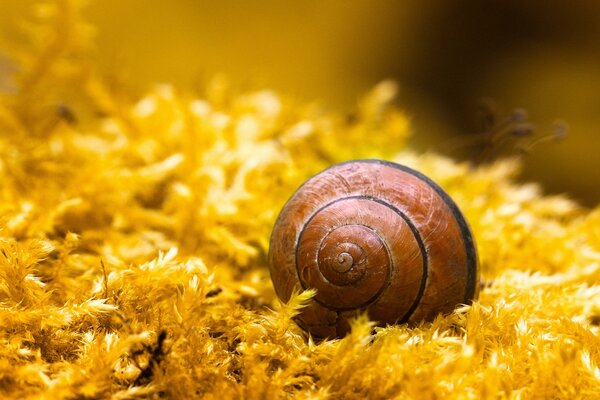 The snail hid in a spiral shell