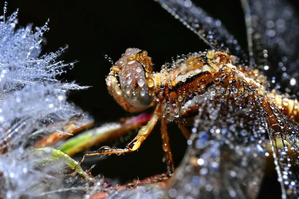 Libélula húmeda con gotas en las alas