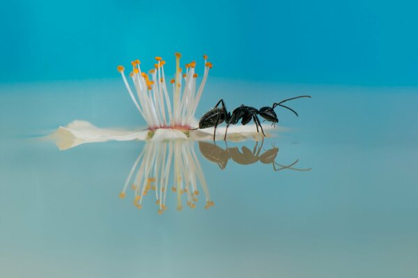 Water flower ant reflection