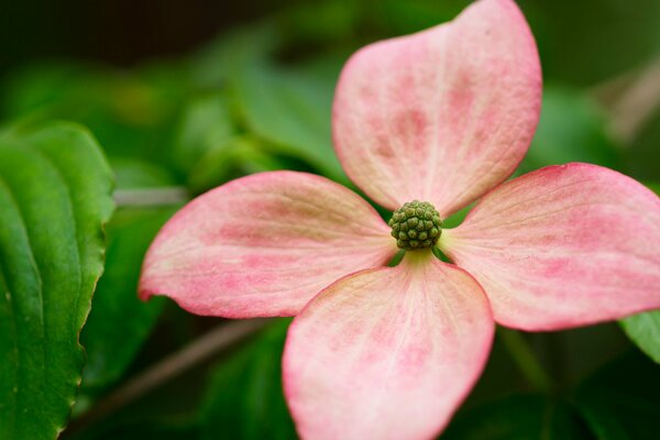 Petali rosa su foglie verdi