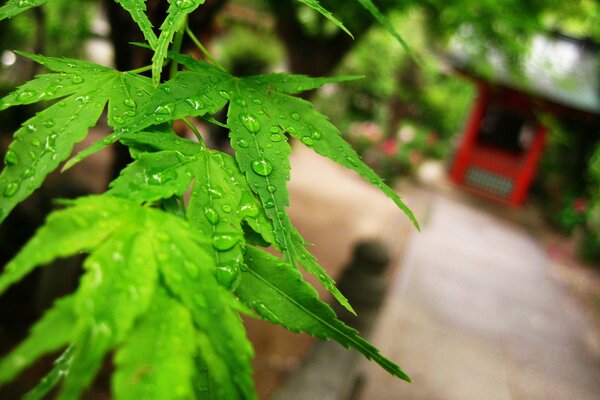 Planta inusual en el patio de Japón