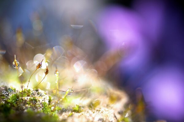 Macro shot of drops on the grass