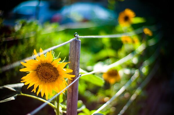 Girasole giallo vicino alla recinzione