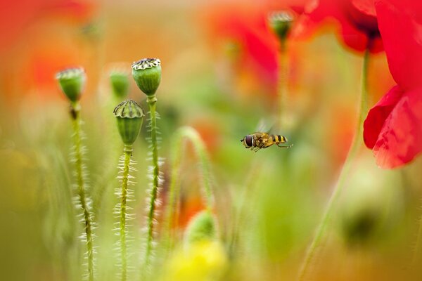 Patrón borroso de una abeja en una amapola