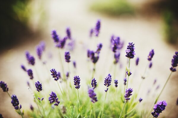 Lilac flowers in green grass