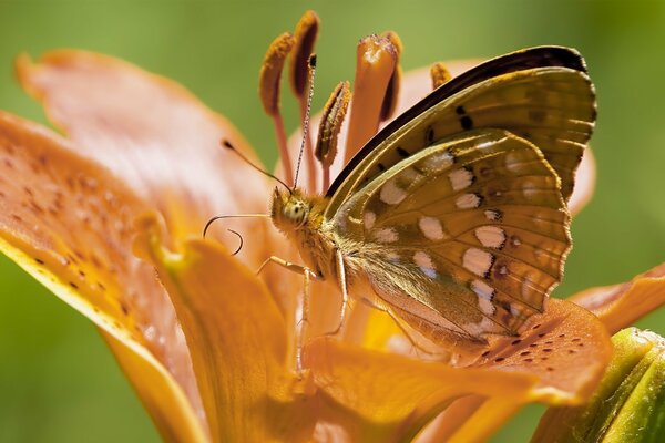 Schöner Schmetterling auf einer orangefarbenen Blume