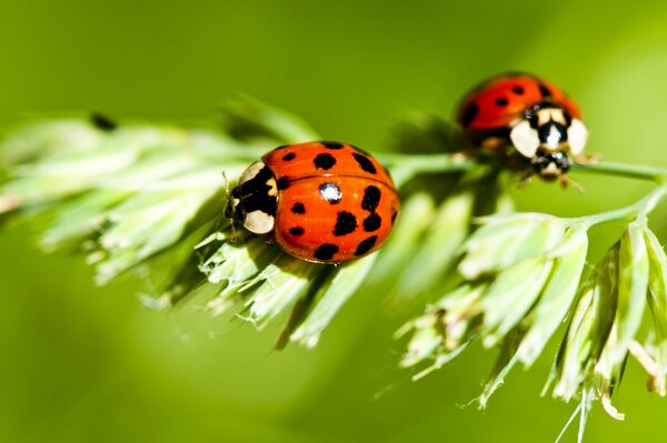 Coccinelle sur une brindille