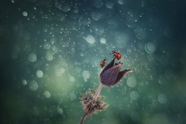 Two ladybugs on a flower