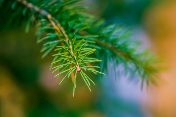 Tannenzweig. Weihnachtsbaumnadeln