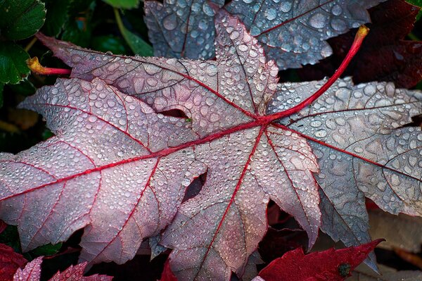 Beautiful fallen maple leaf