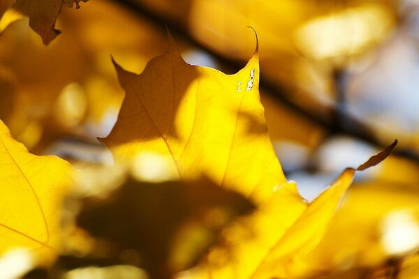 Yellow maple leaves on a branch