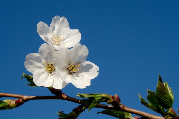 Branche d arbre fruitier en fleurs sur fond bleu