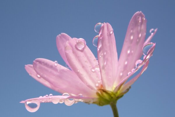 Rocío en un timbre rosa. Mañana