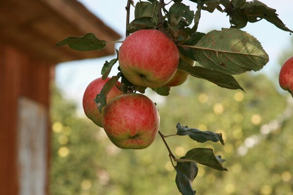 A branch with apples hanging from it