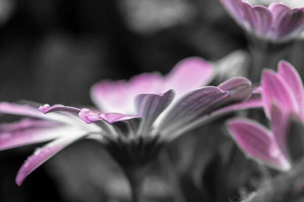 Flor rosa con una gota de rocío