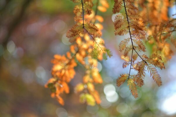 Autumn twigs blurring needles