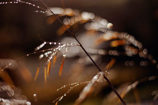 Water drops on leaves and grass