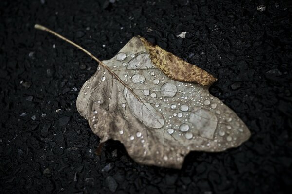 Gotas de agua en una hoja de otoño