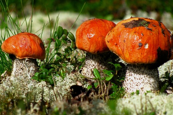 Foto di funghi-foto macro di un porcino