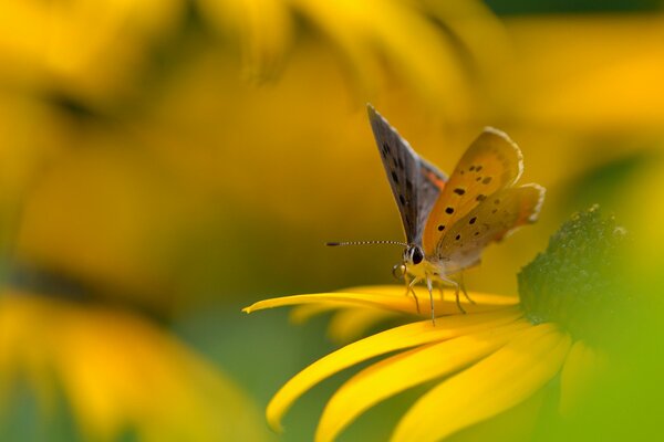 Motyl na żółtym kwiatku. Żółta Rudbekia