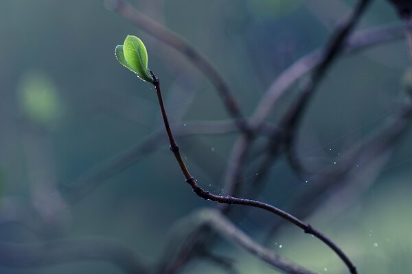 Macro photography of a branch with leaves and cobwebs