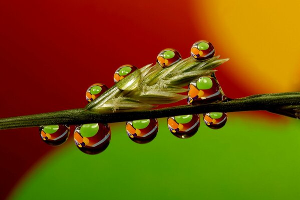 Stem blade of grass dew drops