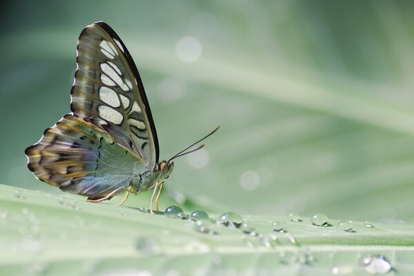 Ausgezeichneter Regenwaldschmetterling