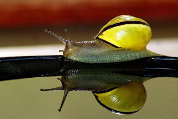 Image de l escargot à proximité